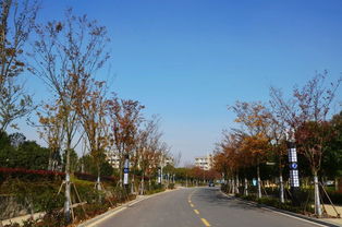 半畝方塘一鑒開，天光云影共徘徊——安徽國際商務職業學院校園綠化景觀提升工程精品賞析