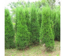 綠化工程產品庫 構建生態城市的基石