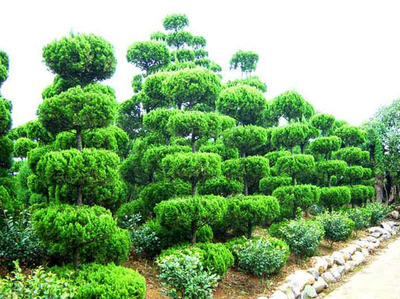 威海華興綠化工程 優(yōu)質苗木供應與專業(yè)綠化服務一體化解決方案